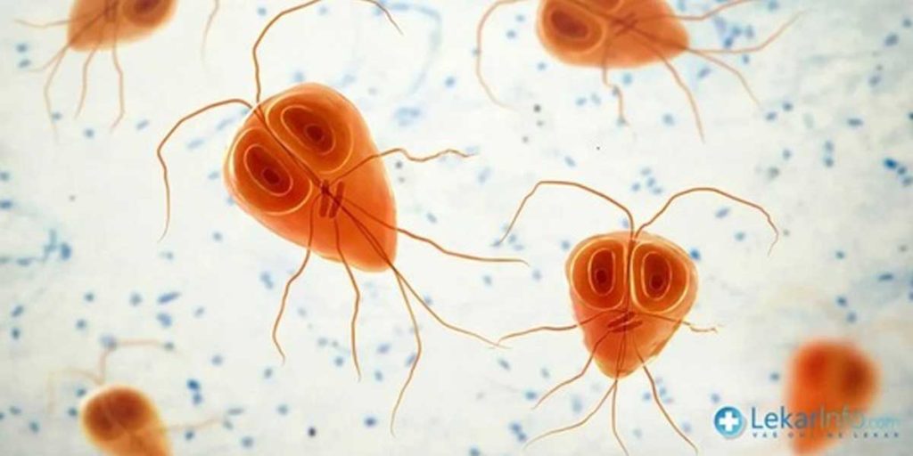 Koliko su opasne Lamblije?