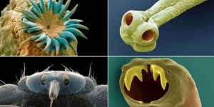 Šta sve živi na nama, u nama i oko nas?