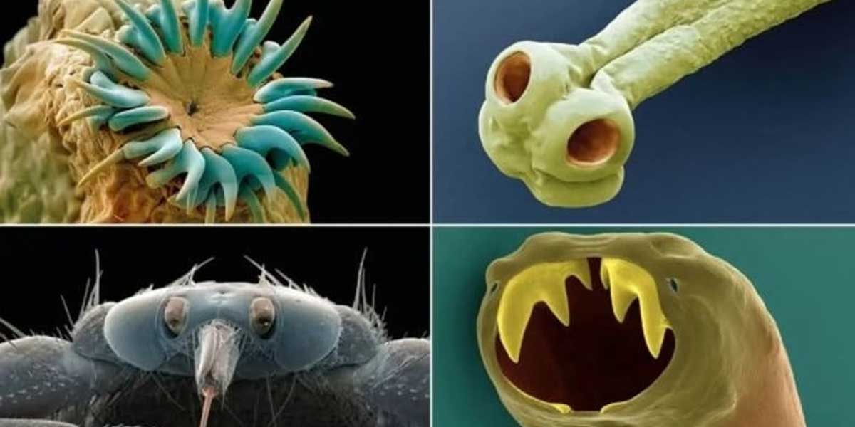 Šta sve živi na nama, u nama i oko nas?