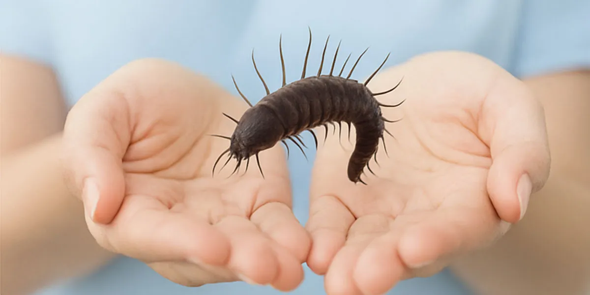 Zašto sintetički lekovi protiv parazita mogu više štetiti nego pomoći?